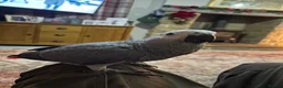 Parrots birds for sale: African gray in Harrogate - Advert 1