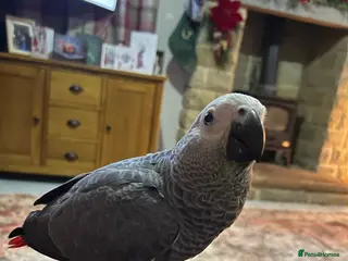 Parrots birds African gray (SOLD) - Advert 1