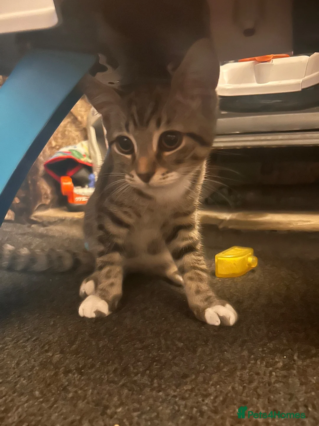 Mixed Breed cats for sale: Beautiful Male Tabby  in Lancaster - Advert 1