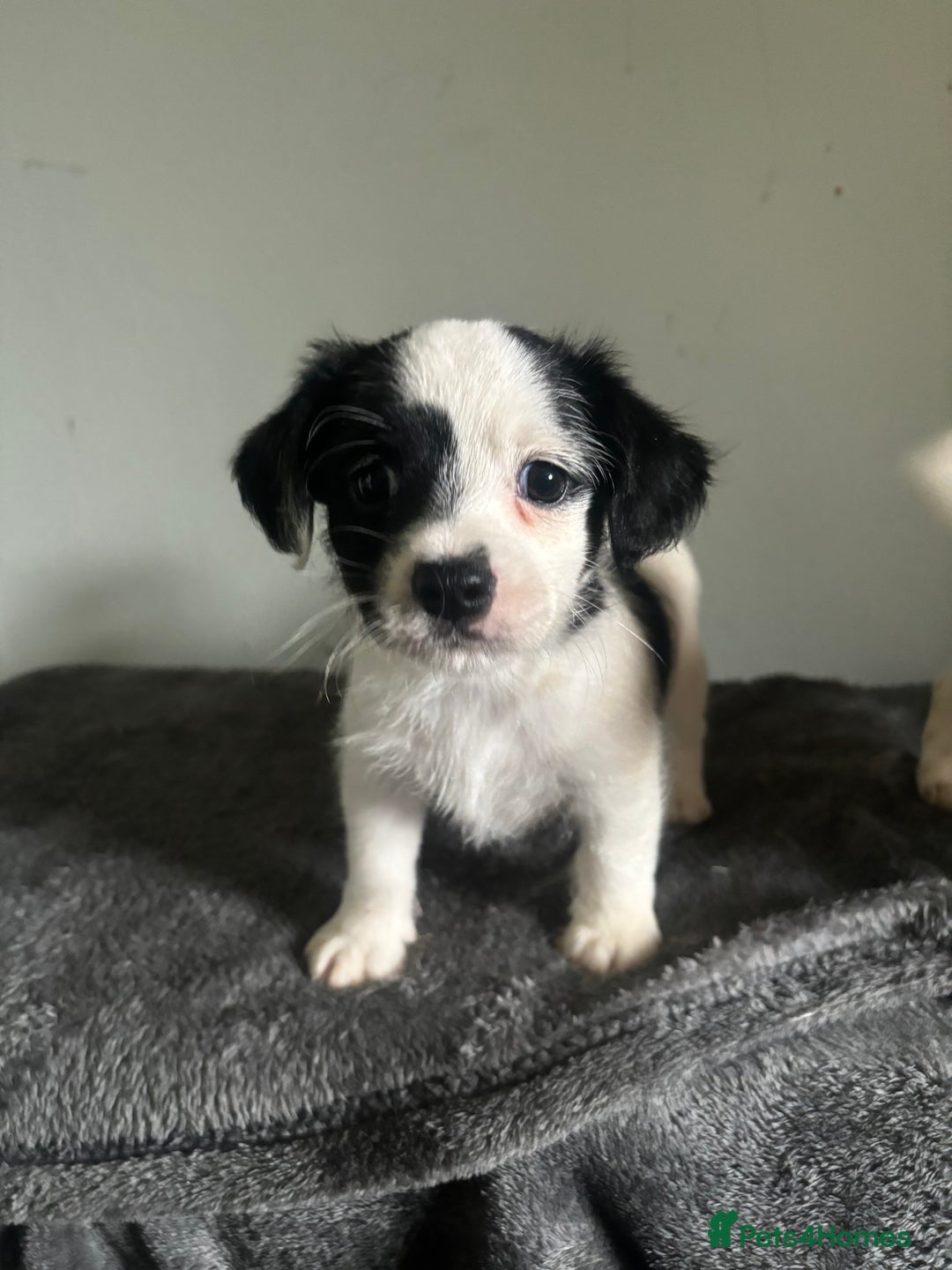 Jack Russell dogs for sale: Jack Russell puppy’s  - Image 6