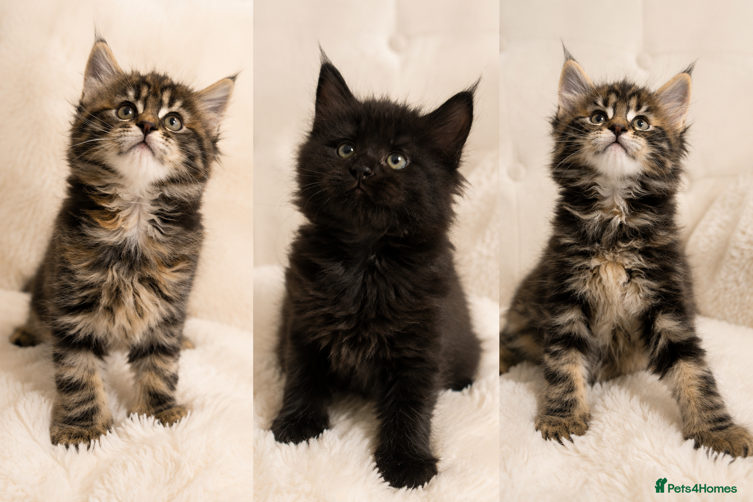 Maine Coon cats Giant Lion Face pedigree Maine Coon Kittens XL  - Advert 4