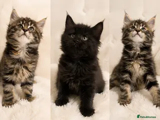 Maine Coon cats Giant Lion Face pedigree Maine Coon Kittens XL - Advert 4