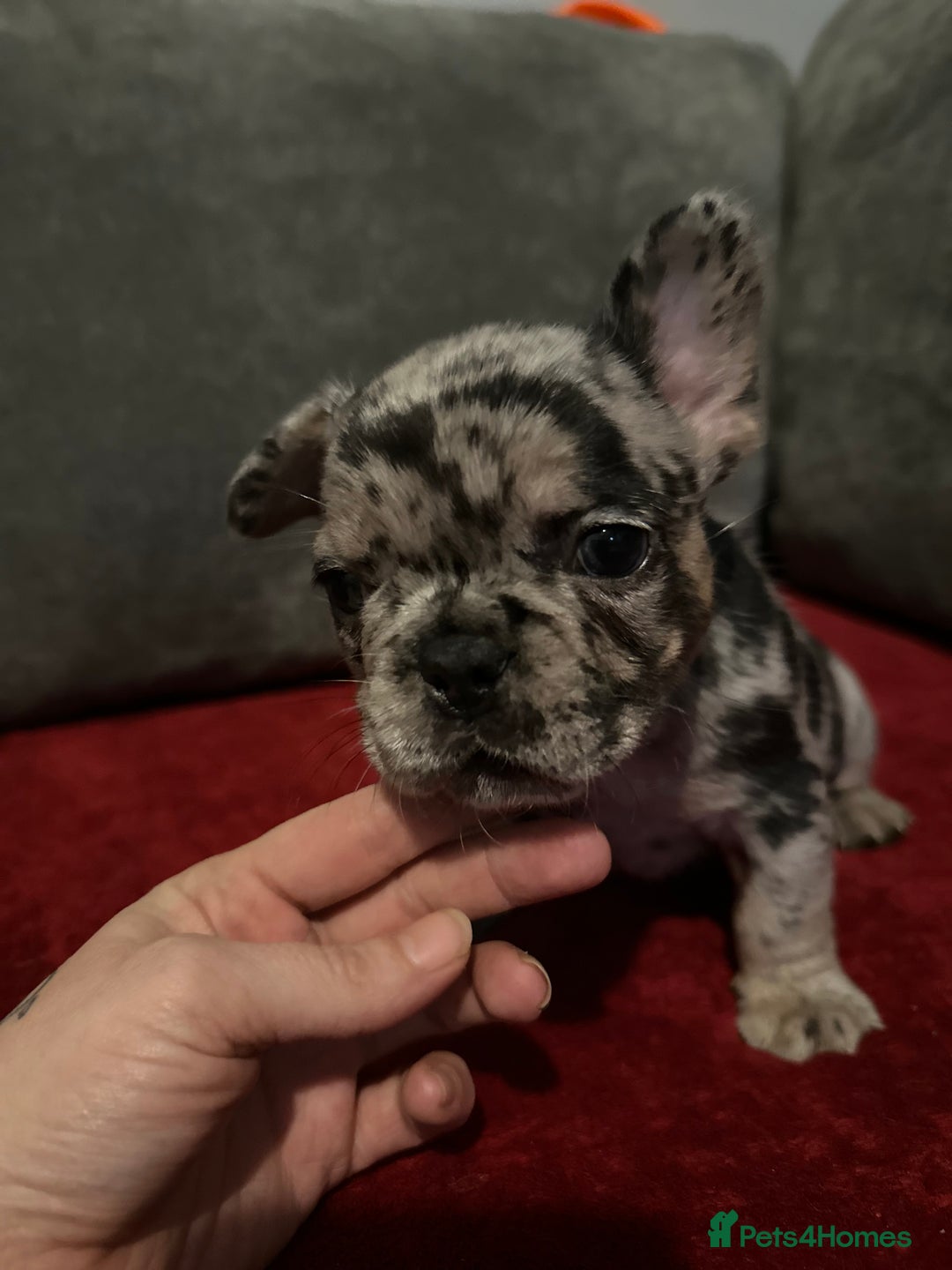 French Bulldog dogs for sale: Beautiful French Bulldog puppies  - Advert 7