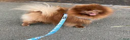 Pomeranian dogs for stud: Chocolate Stud Kc Registered ,Embark tested in Runcorn - Advert 3