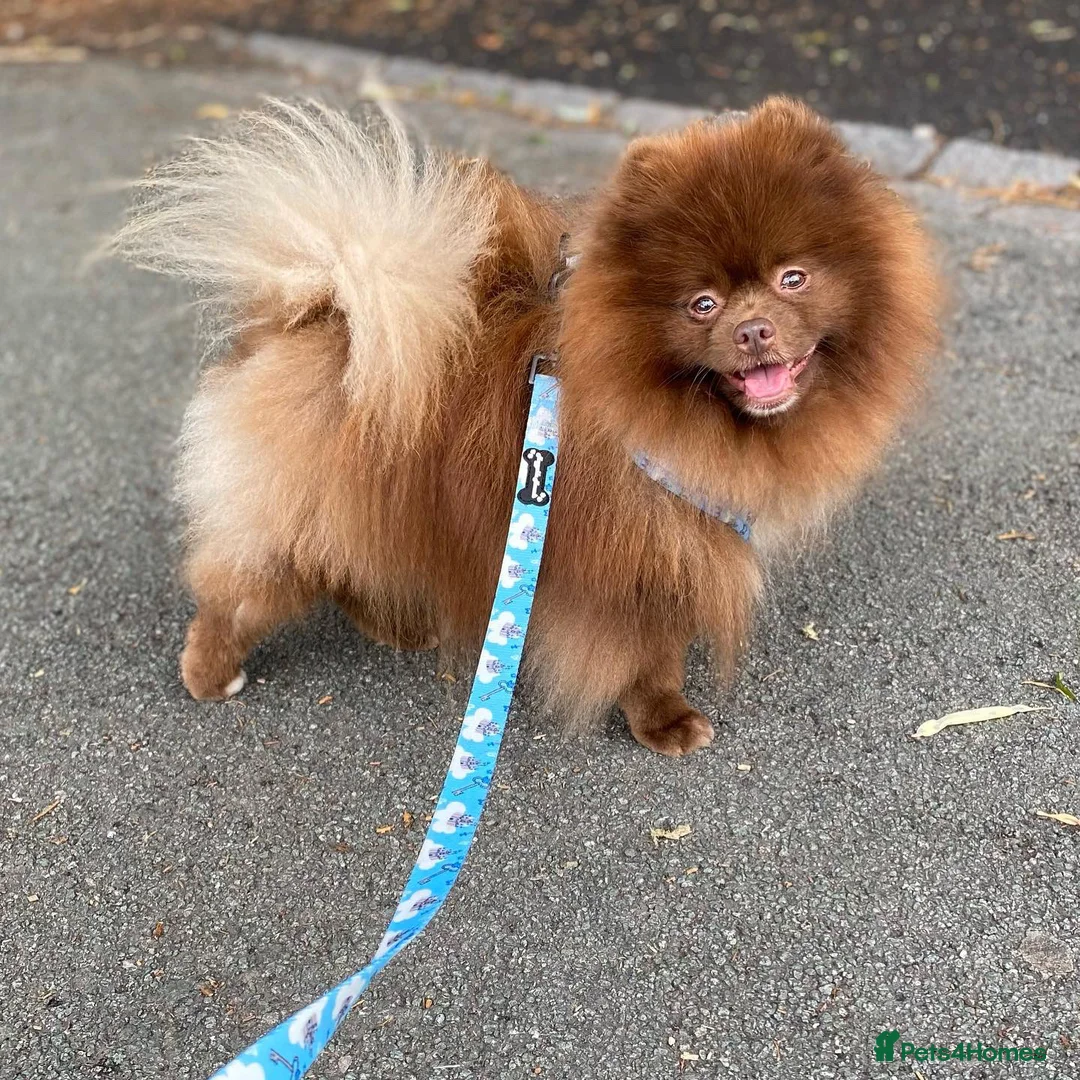 Pomeranian dogs for stud: Chocolate Stud Kc Registered ,Embark tested in Runcorn - Advert 3