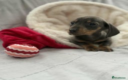 Miniature Dachshund dogs for sale: Miniature Dachshunds  - Image 6