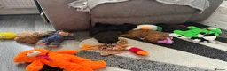 Maltipoo dogs for sale: Outstanding Malshipoo puppies  - Advert 21