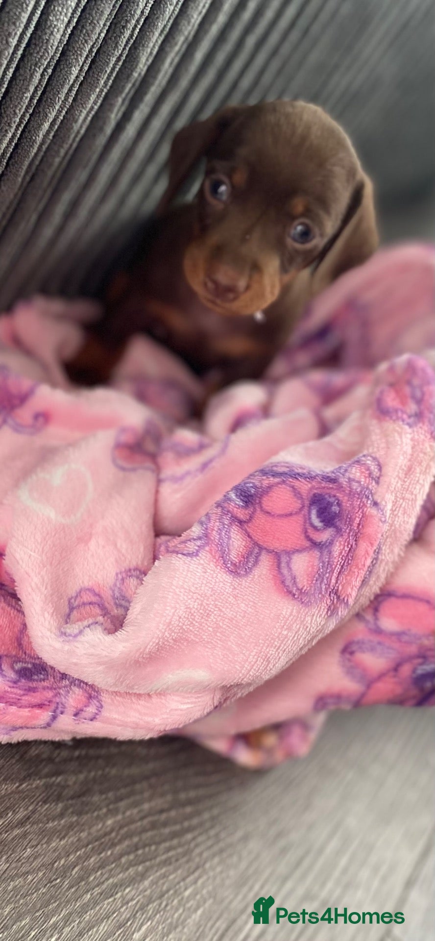 Miniature Dachshund dogs Beautiful smooth haired mini dachshunds😍 - Advert 2
