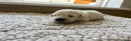 Golden Retriever dogs for sale: Health tested and KC-stunning golden retrievers  - Advert 31