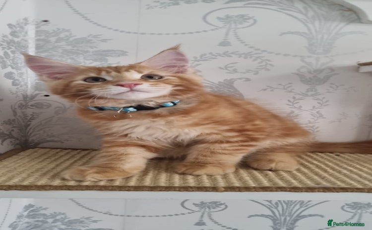 Maine Coon cats - Advert 14