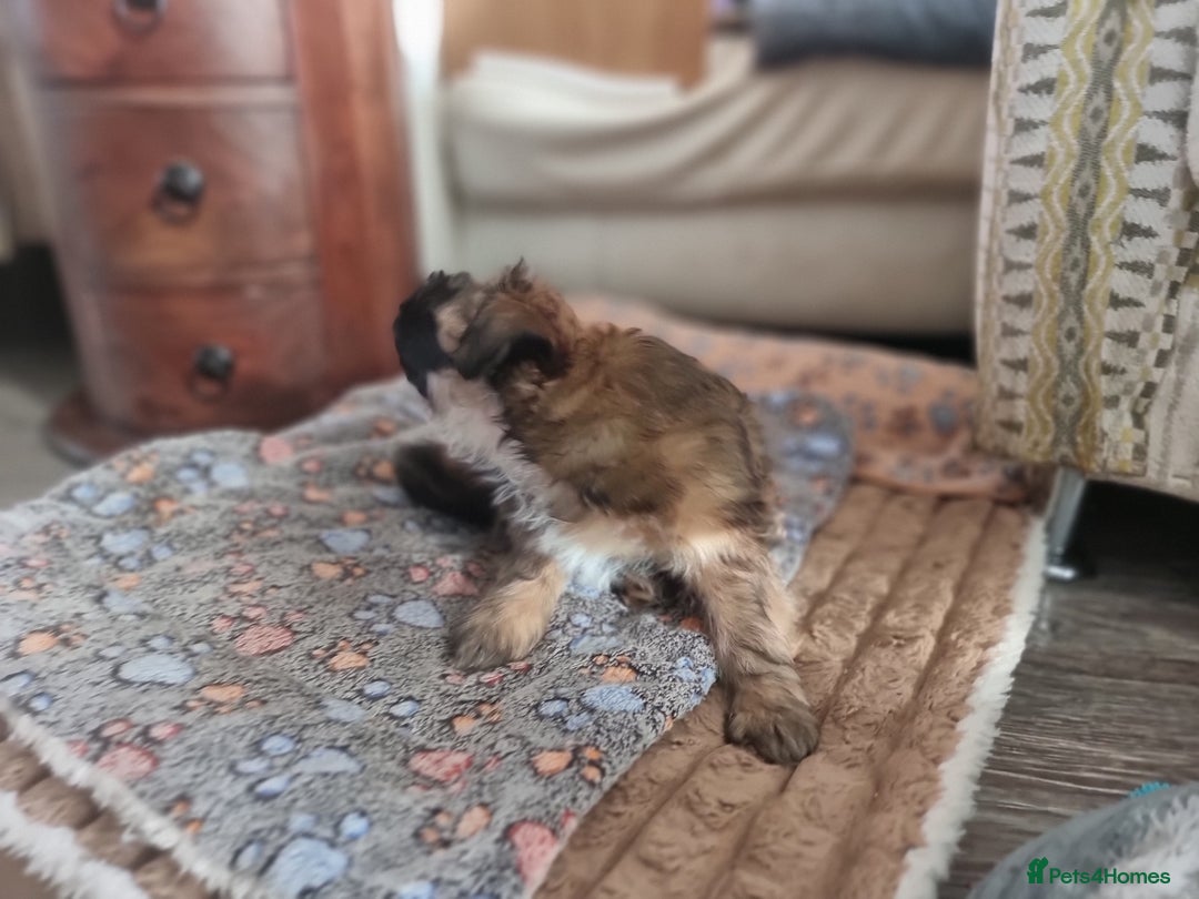 Shih Tzu dogs for sale: Shihtzu pupies. - Advert 6