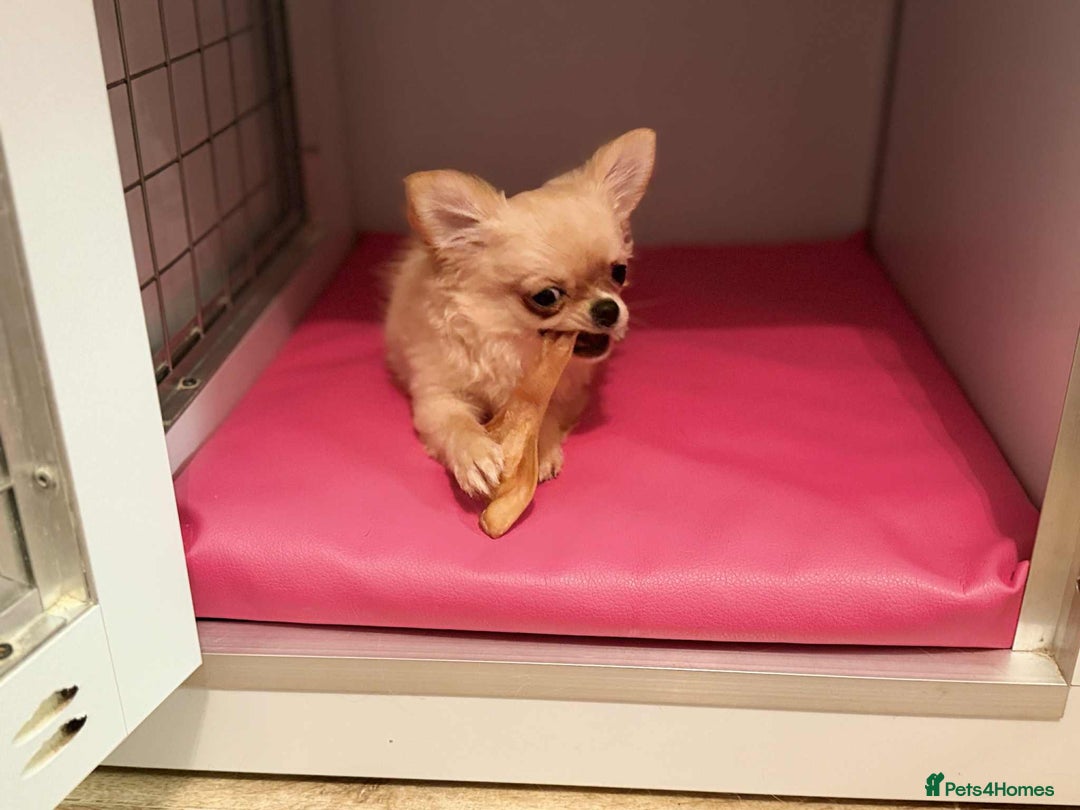 Chihuahua dogs for sale: Tiny stunning, long coat girl - Advert 2