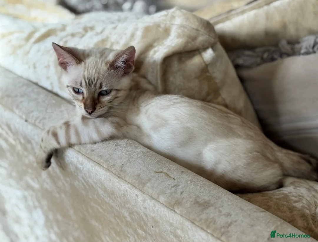 Bengal cats for sale: 🐾 💫 Our Beautiful Snow Bengal Luna 💫🐾 - Advert 1