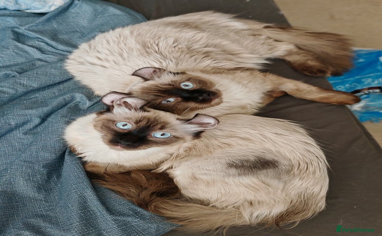 American Curl cats in Oldham - Advert 1