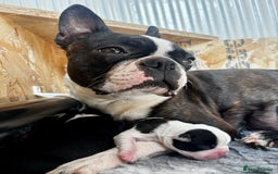 Boston Terrier dogs for sale: Beautiful Boston Terrier Puppies  - Image 27
