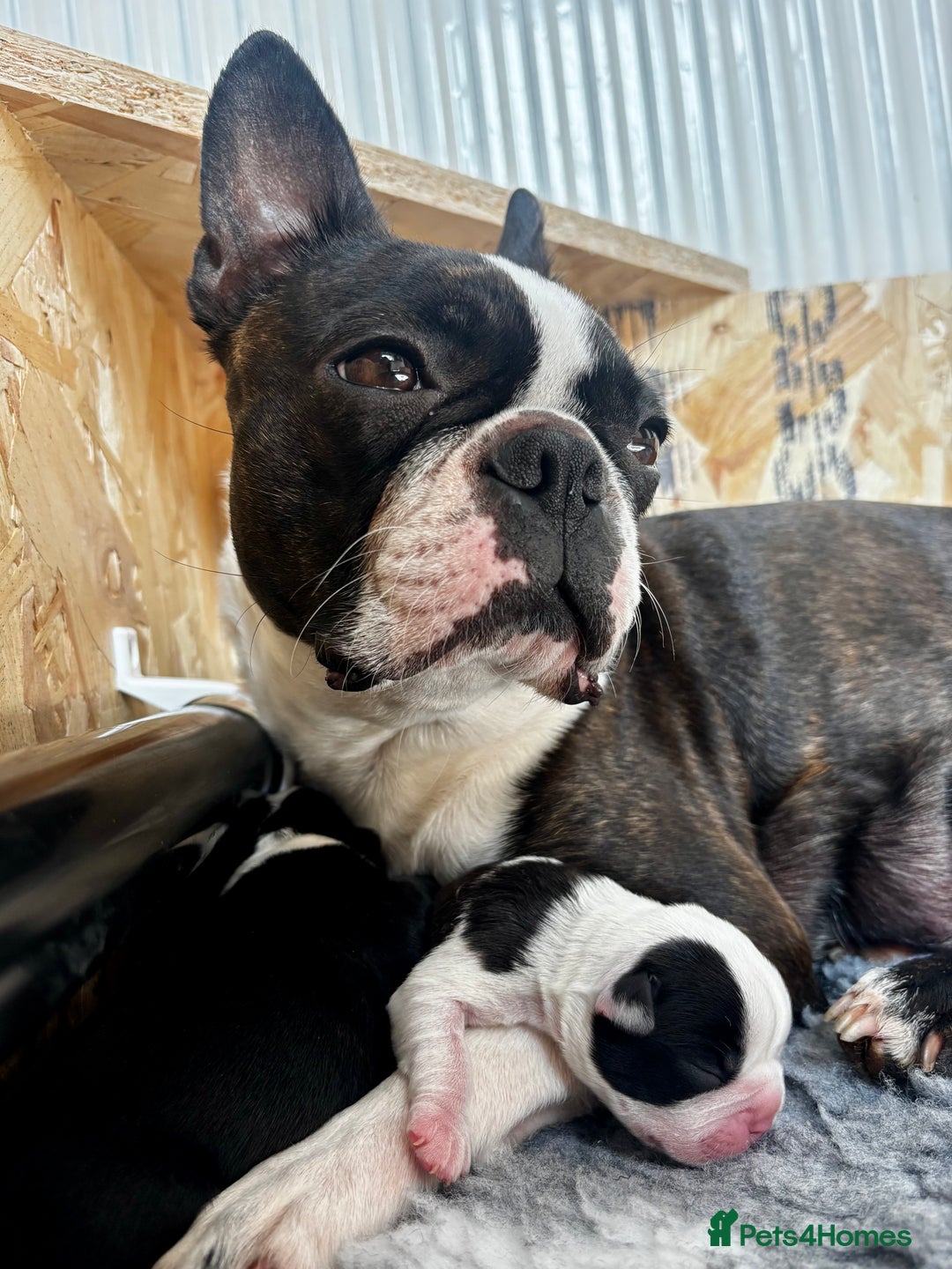 Boston Terrier dogs for sale: Beautiful Boston Terrier Puppies  - Image 27