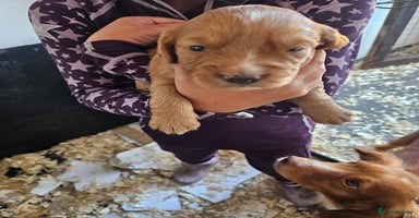 Cocker Spaniel dogs - Advert 2