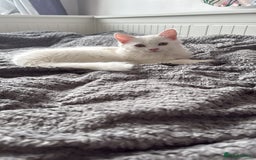 Persian cats for sale: Loving Persian x Maine Coon Kittens Indoors only - Image 7