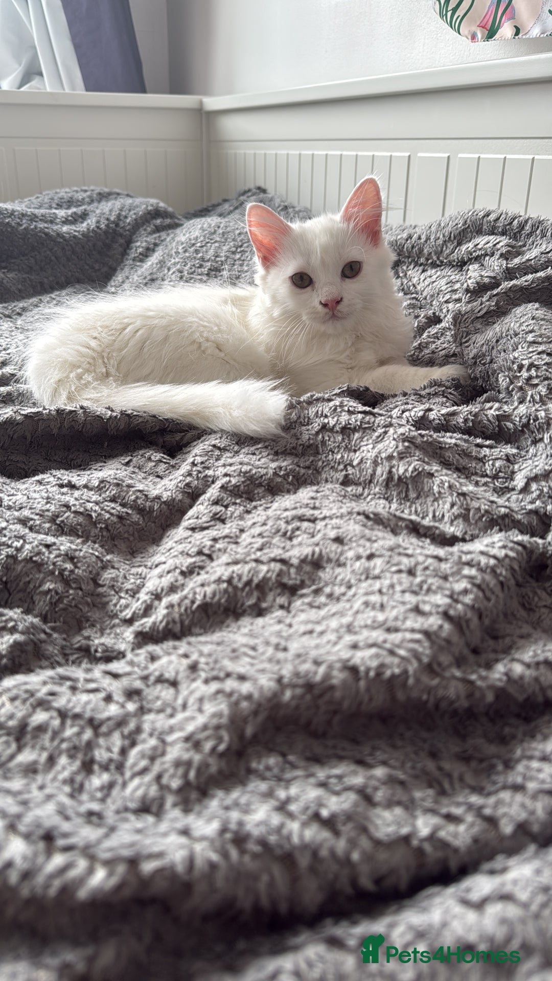 Persian cats for sale: Loving Persian x Maine Coon Kittens Indoors only - Image 7