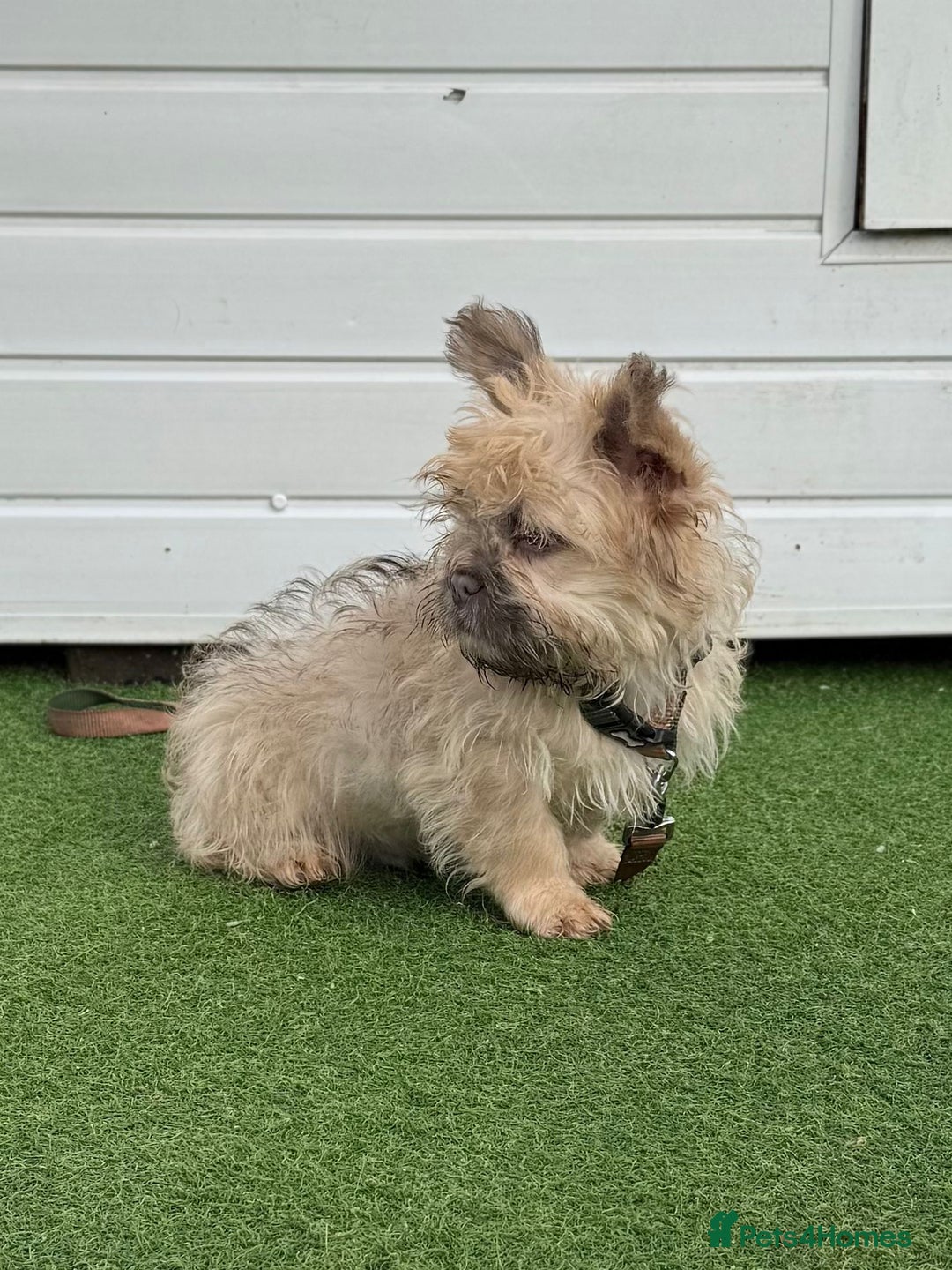 French Bulldog dogs for sale: Teddy bear floodle carrying pink - Advert 3