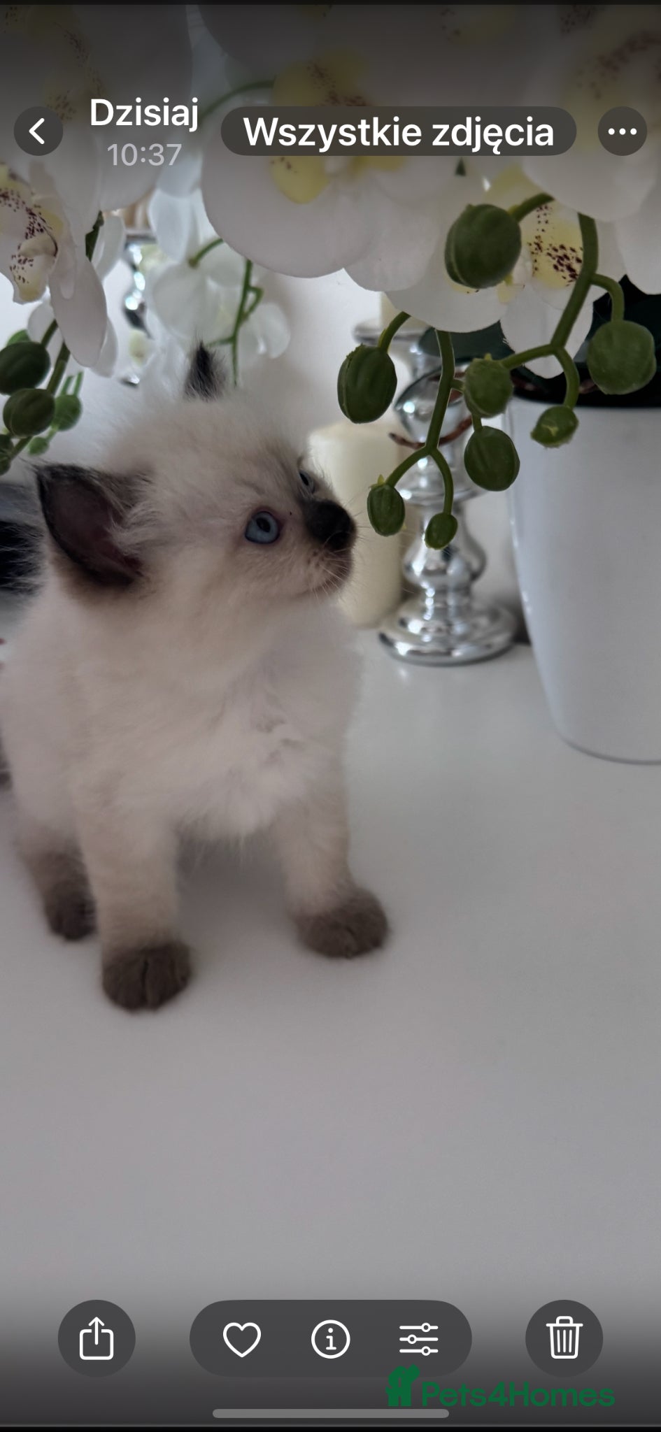 Ragdoll cats for sale: Beautiful Ragdoll Kittens  - Advert 1