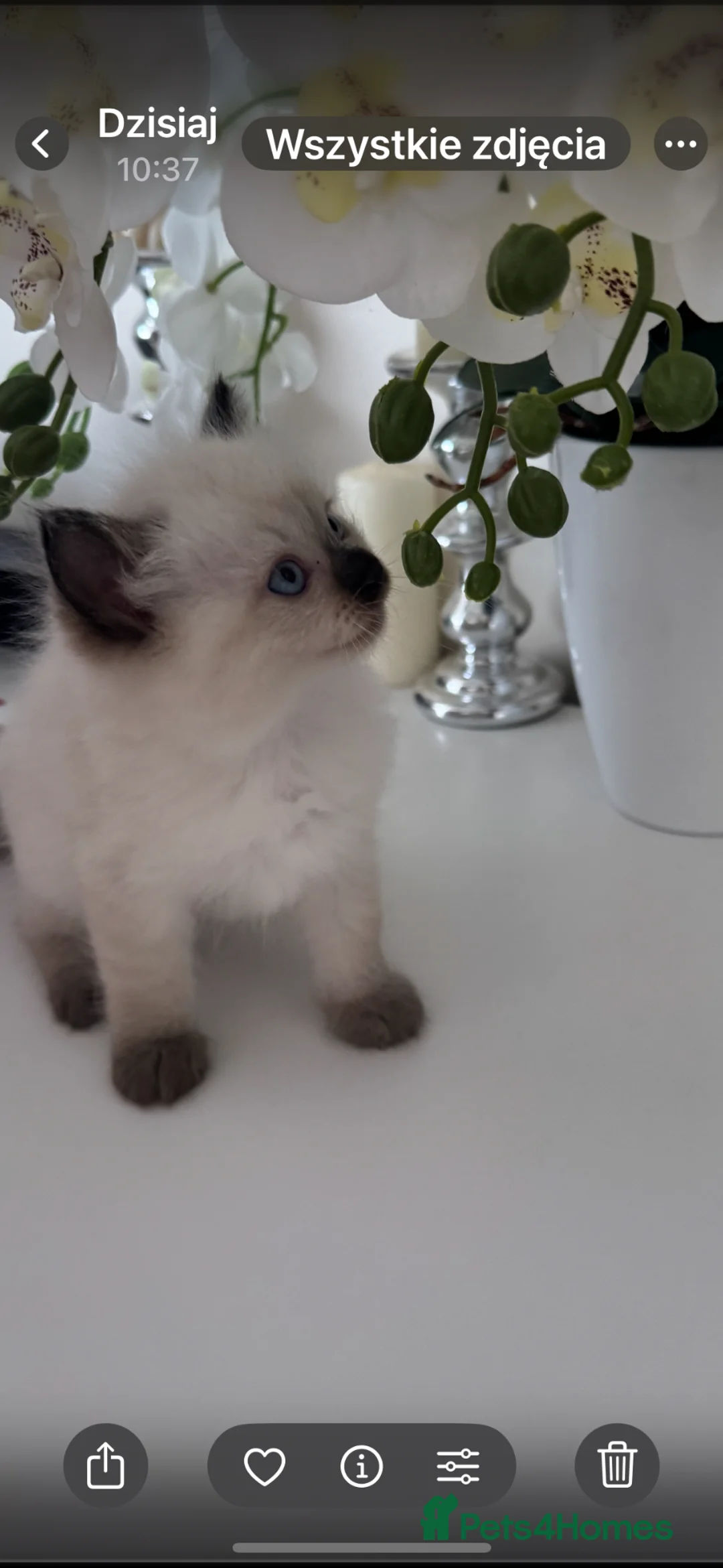 Ragdoll cats for sale: Beautiful Ragdoll Kittens  - Advert 1
