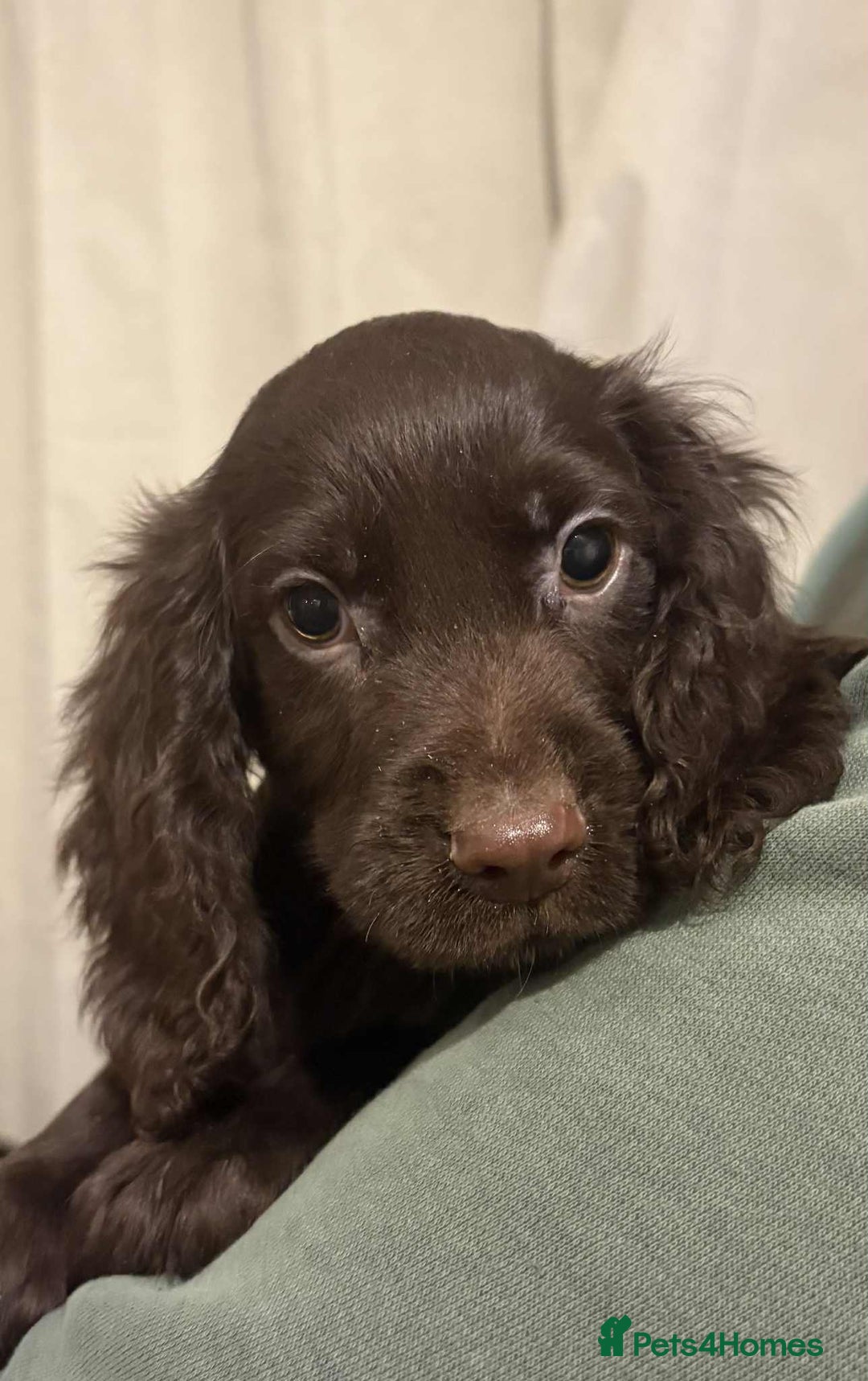 Cocker Spaniel dogs for sale: Beautiful Cocker Spaniel Puppies  - Advert 9