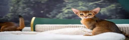 Abyssinian cats for sale: Stunning Wild Ruddy Abyssinian|TICA|Super friendly - Advert 31