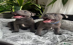 Staffordshire Bull Terrier dogs for sale: 🔷 Pharaon Champion Line Pups 🔷 in Wolverhampton - Image 36