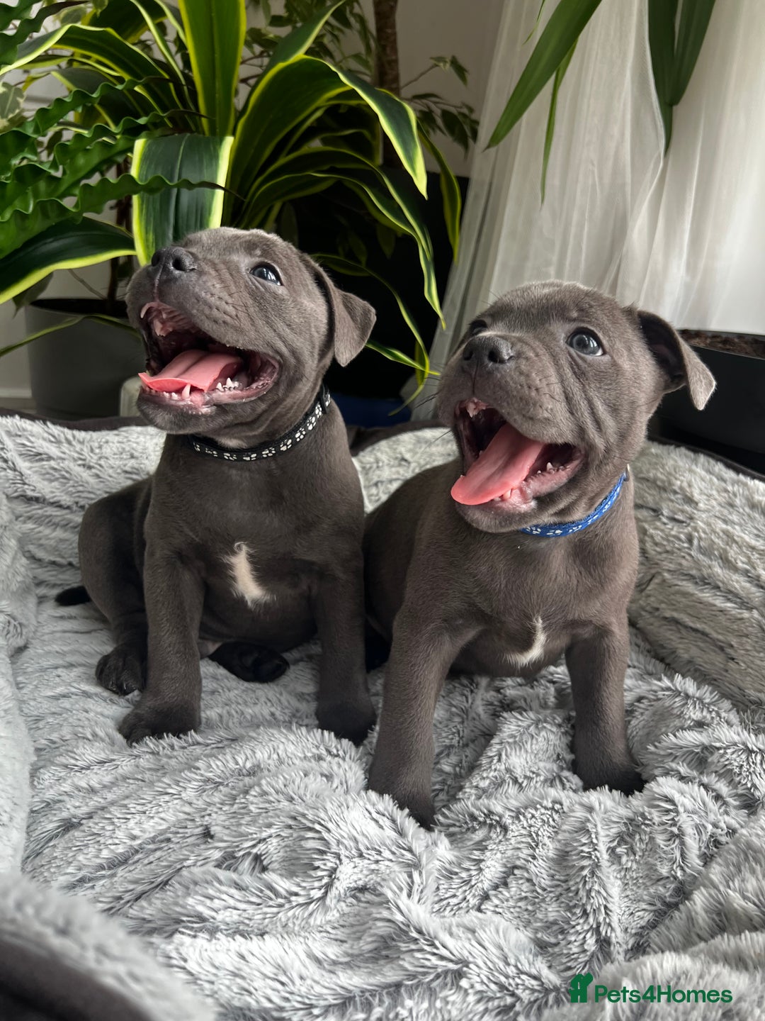 Staffordshire Bull Terrier dogs for sale: 🔷 Pharaon Champion Line Pups 🔷 in Wolverhampton - Image 36