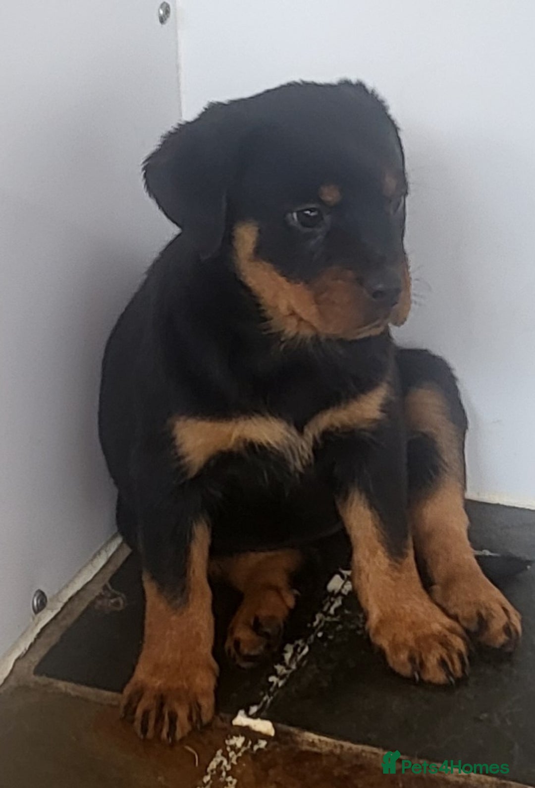 Rottweiler dogs for sale: Chunky Rottweiler Puppies  - Image 35