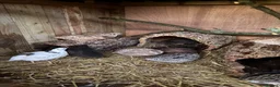 Quail poultry for sale: Coturnix Quail | Hatching Eggs, Day Olds & Older - Advert 2