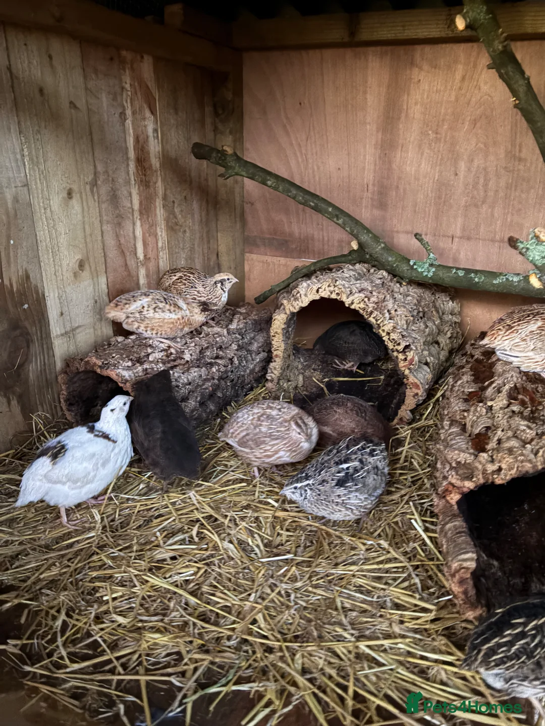 Quail poultry for sale: Coturnix Quail | Hatching Eggs, Day Olds & Older - Advert 2