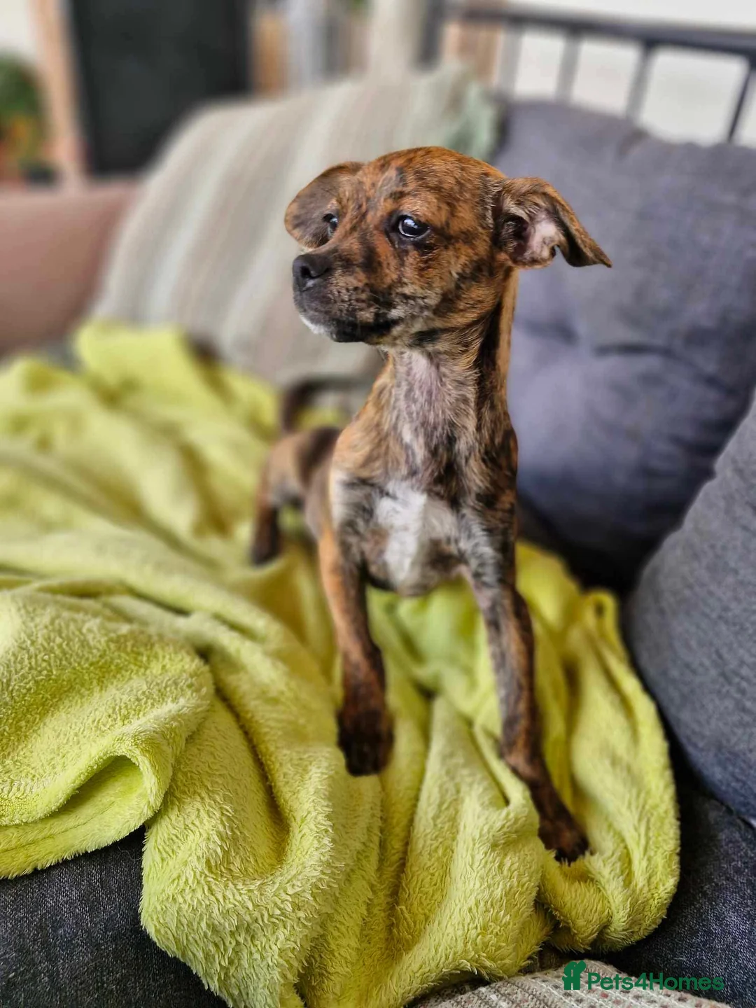 Mixed Breed dogs for adoption: Lily needs a loving home  - Advert 2