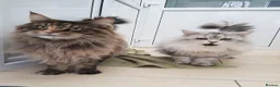 Maine Coon cats for stud: MAINE COON STUD AVAILABLE PROVEN SILVER TABBY BOY  - Advert 6