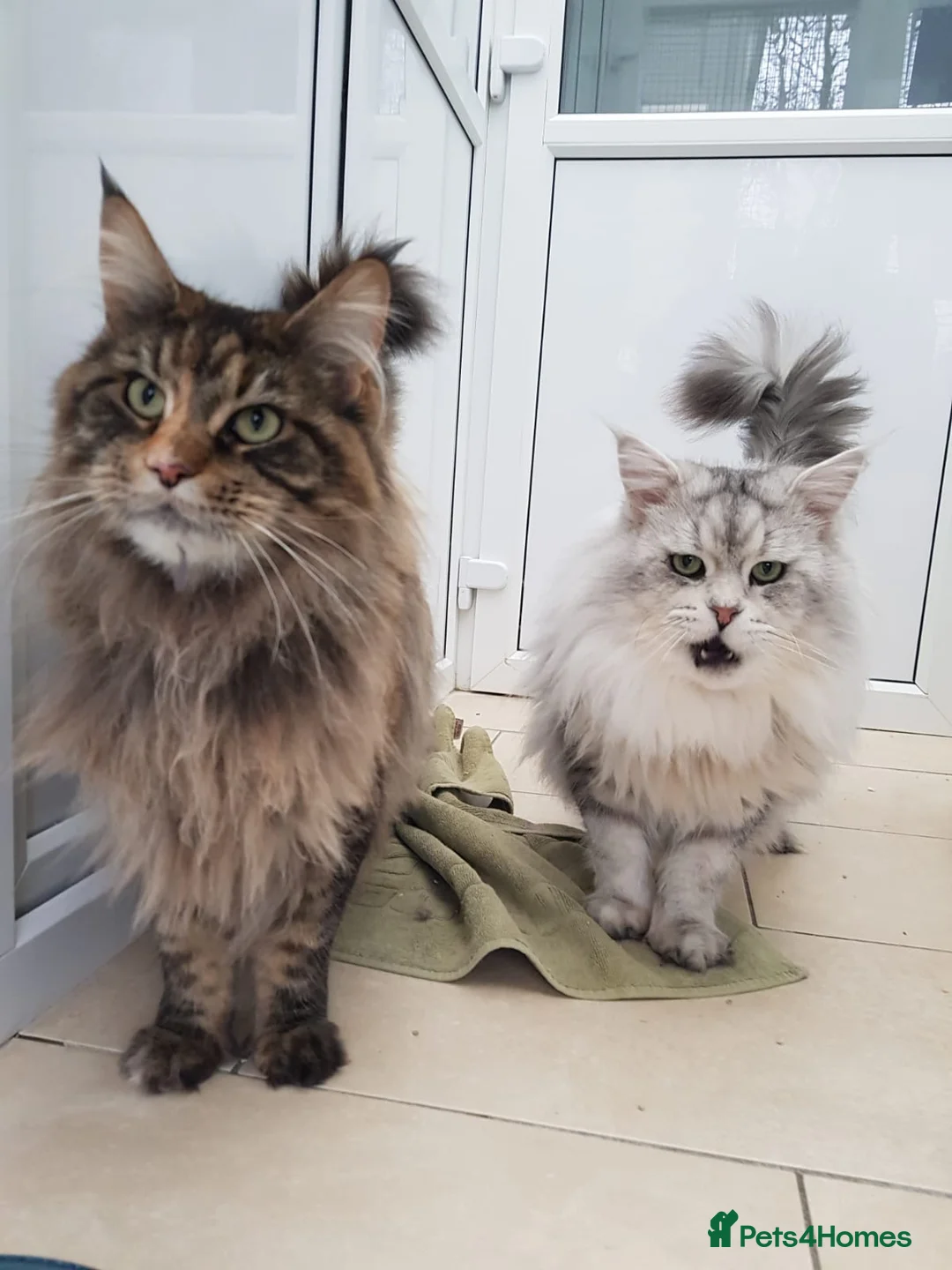 Maine Coon cats for stud: MAINE COON STUD AVAILABLE PROVEN SILVER TABBY BOY  - Advert 6