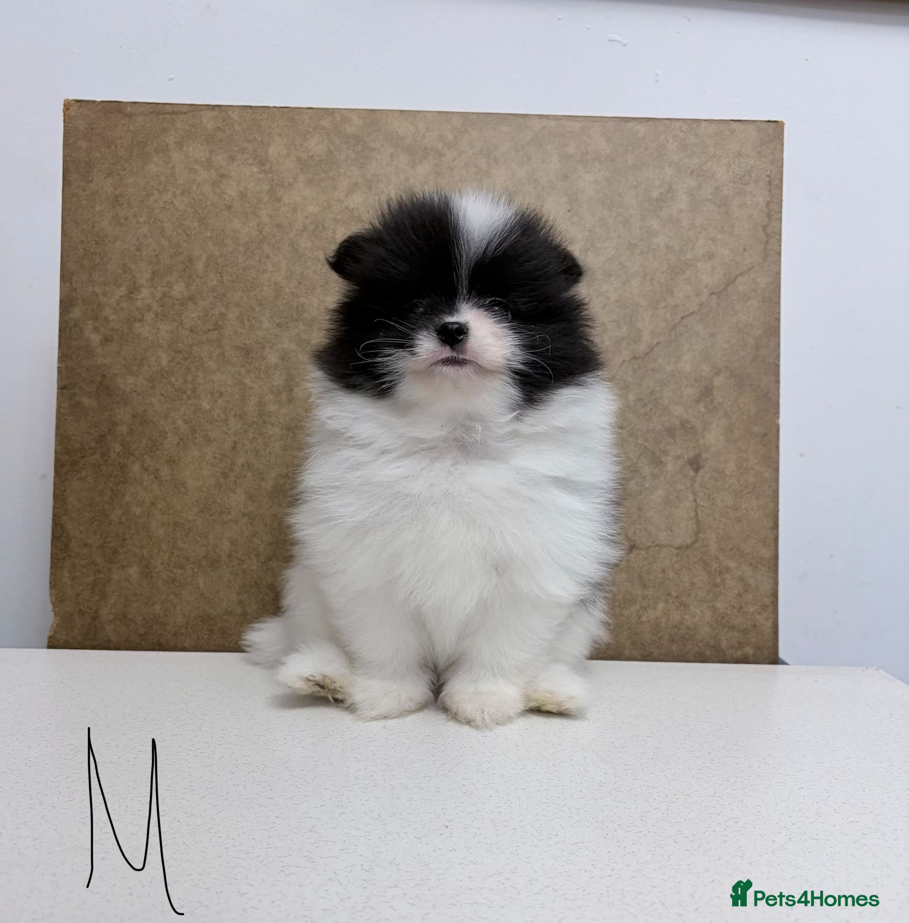 Pomeranian dogs Pomeranian Puppies – Home Raised With Mum & Dad - Advert 2