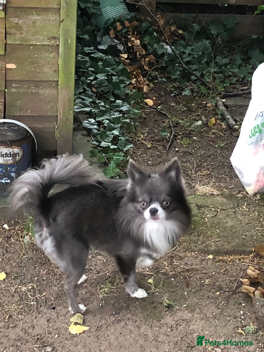 Chihuahua dogs for stud: Chihuahua  in Birmingham - Advert 3