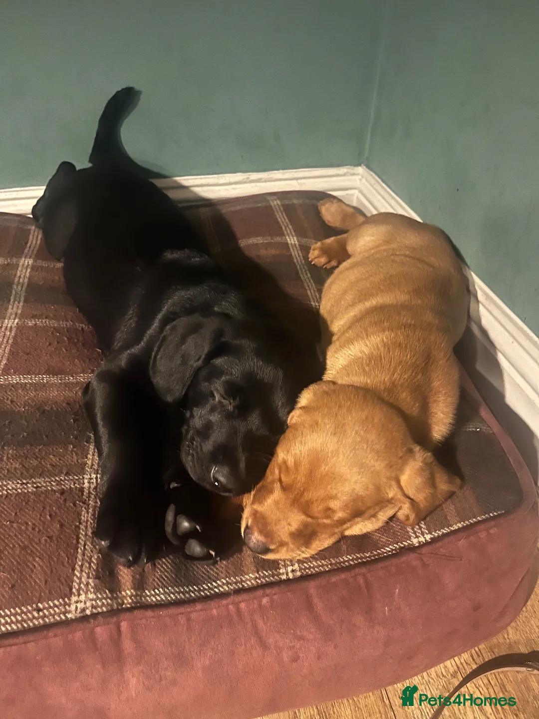 Labrador Retriever dogs for sale: Labrador puppy 🐶  - Advert 2