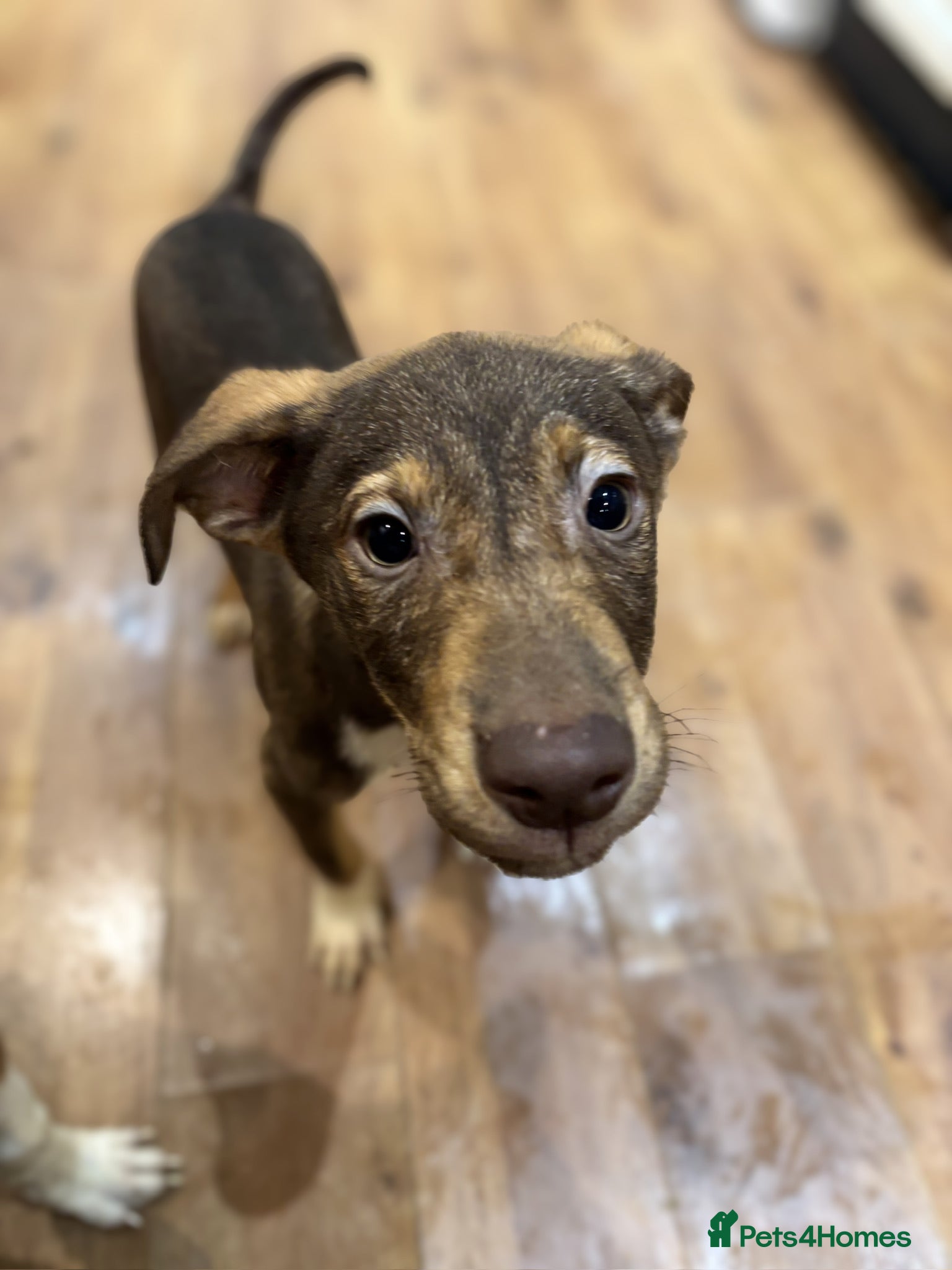Mixed Breed dogs for sale: Mixed Breed Pups - Advert 8