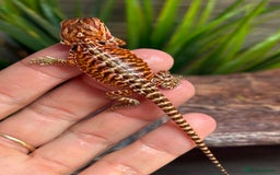 Bearded Dragon reptiles for sale: Insane Red Monster Bearded Dragon - Image 6