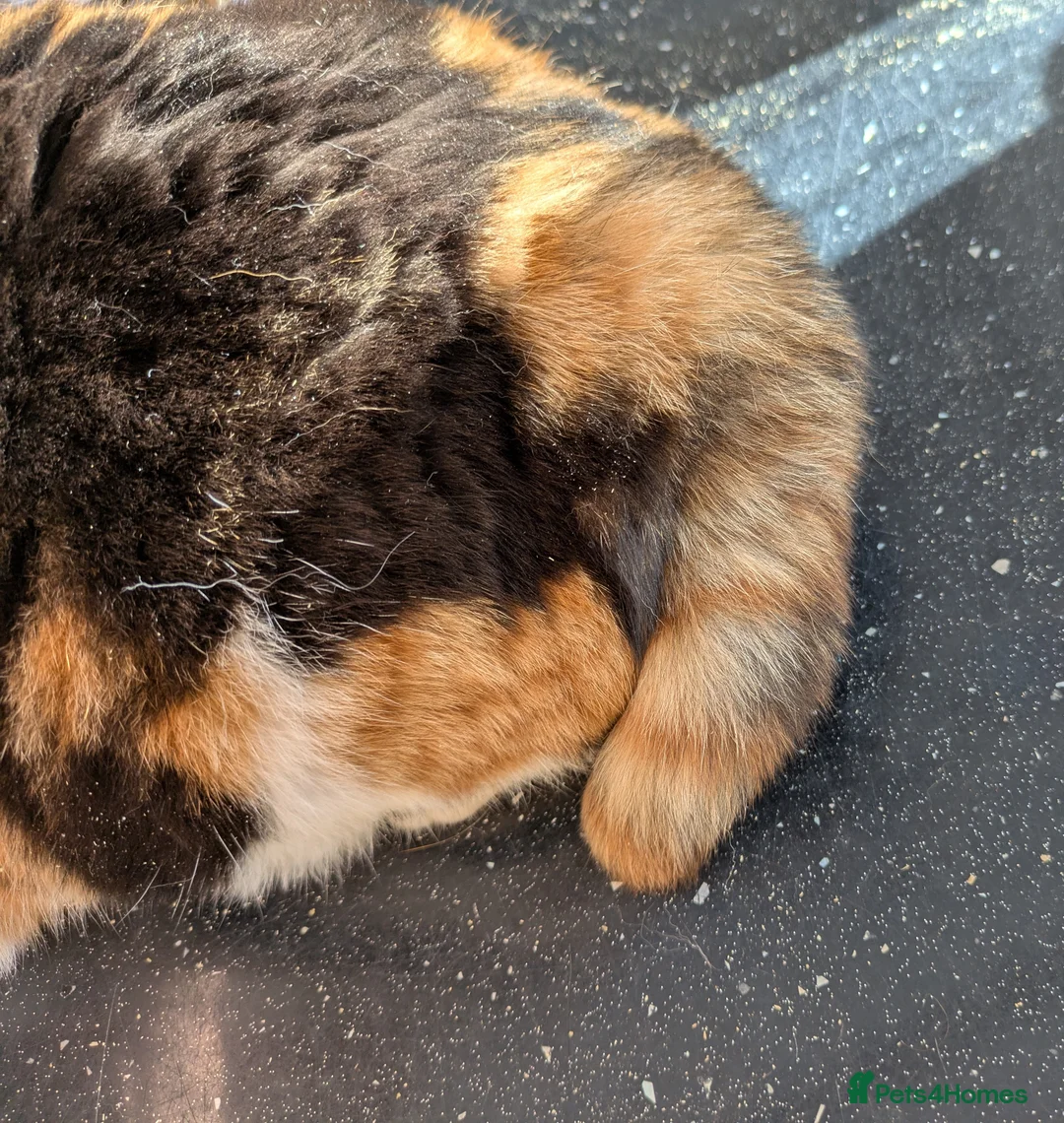 British Shorthair cats for sale: Gorgeous black torti kitten - Advert 2