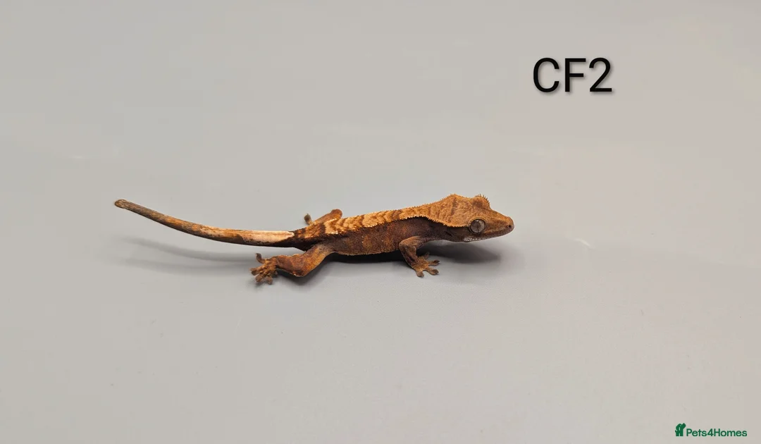 Gecko reptiles for sale: Red Flame Crested Gecko CB25  - Advert 3