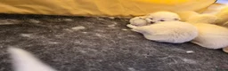 Ragdoll cats for sale: Beautiful Ragdoll Kittens - Advert 6