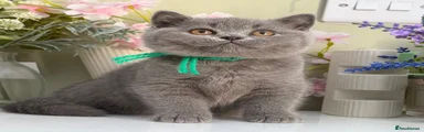 British Shorthair 7