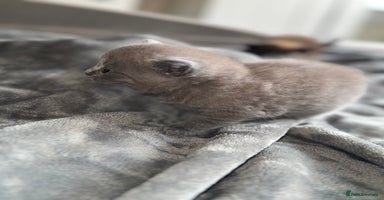 British Shorthair cats - Advert 16