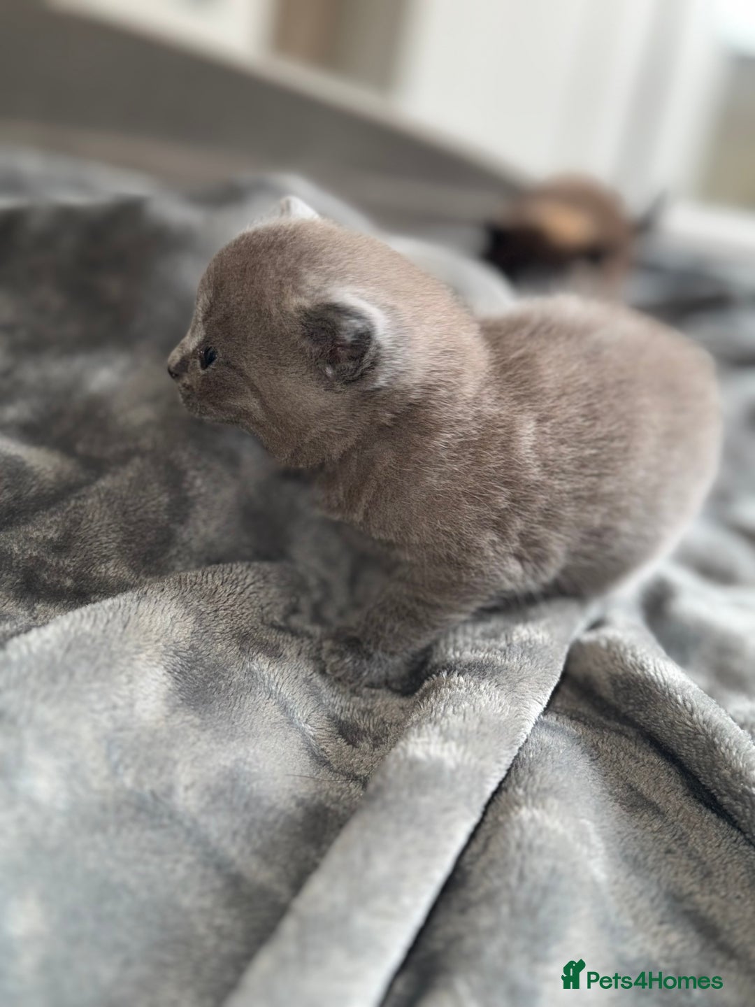 British Shorthair cats for sale: British shorthair kittens READY NOW❤️ - Image 3