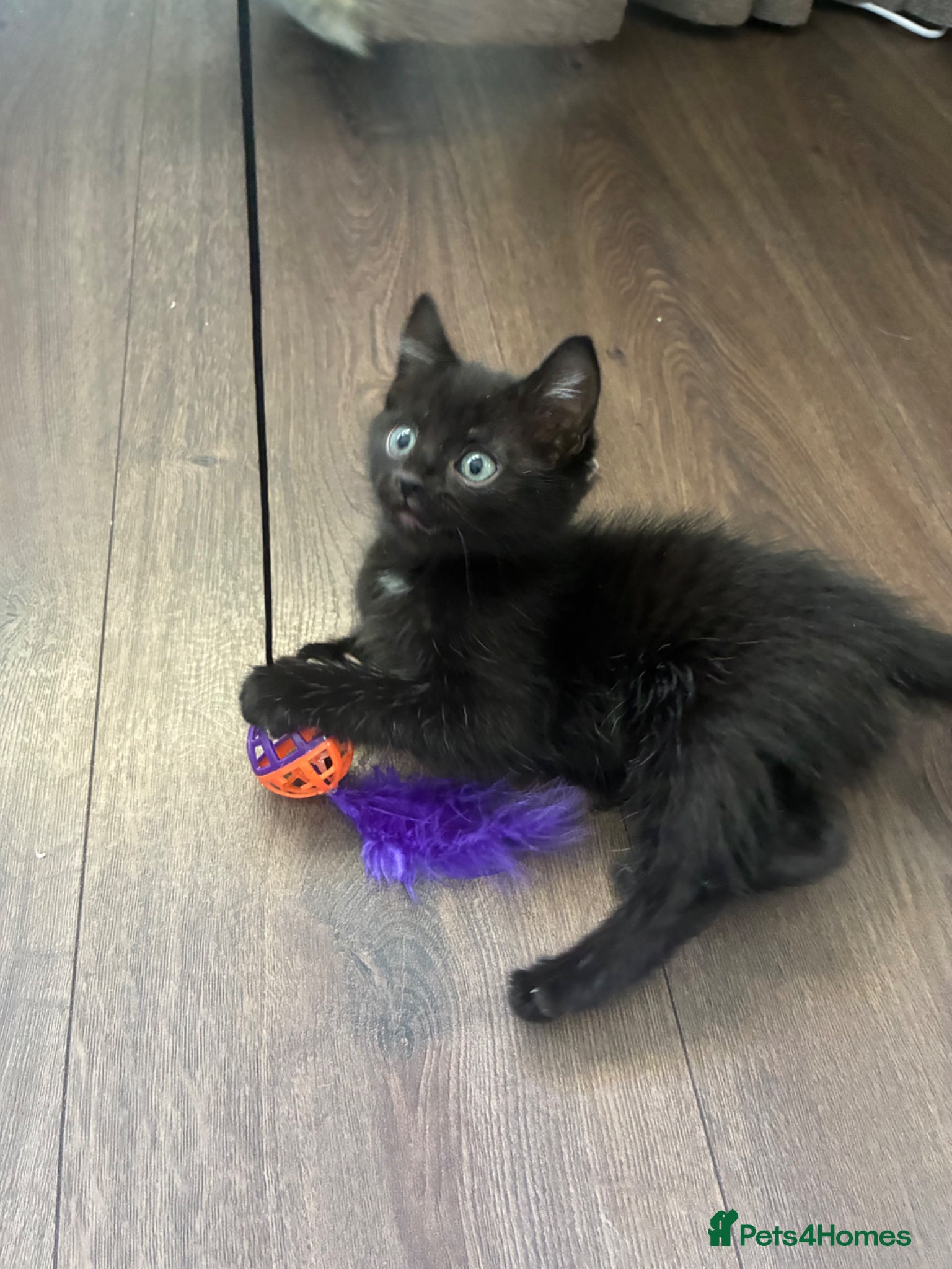 Mixed Breed cats 1 Beautiful Black kitten left  - Advert 6