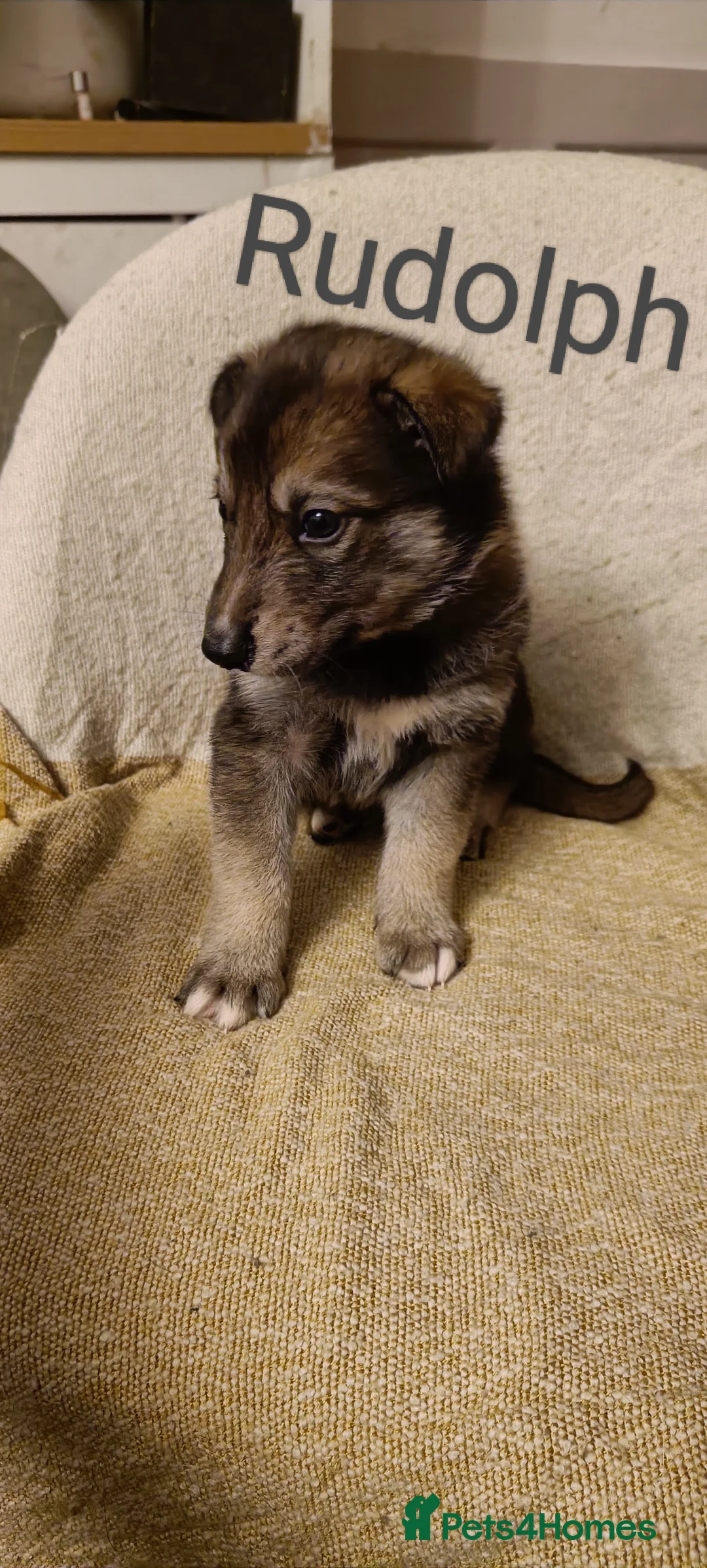 Shepsky dogs for sale: 9x Gorgeous Shepsky Puppies available 31/01 - Advert 14