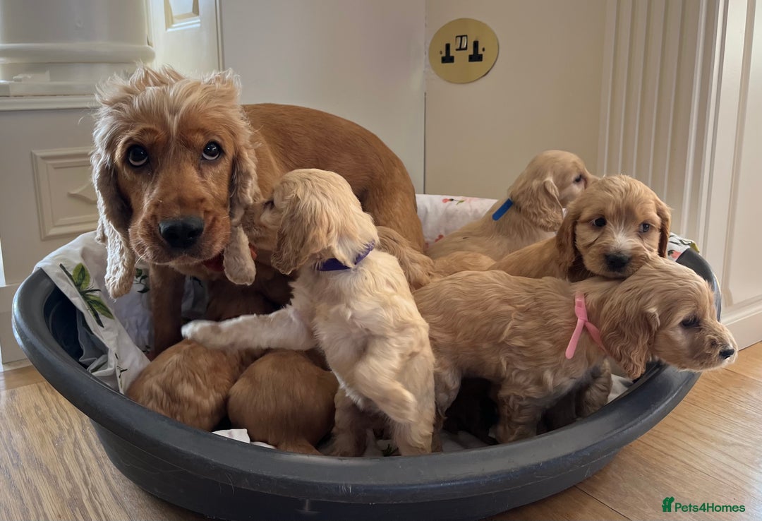 Cockapoo dogs for sale: Beautiful Cockapoo Puppies - Image 11